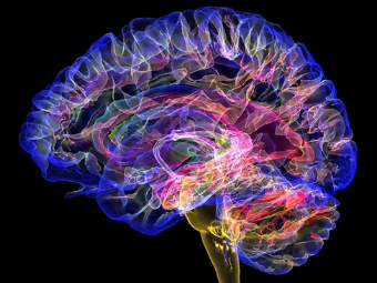 开一个三级操小逼的视频大脑植入物有助于严重头部损伤恢复